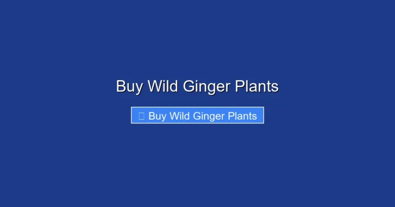 Buy Wild Ginger Plants