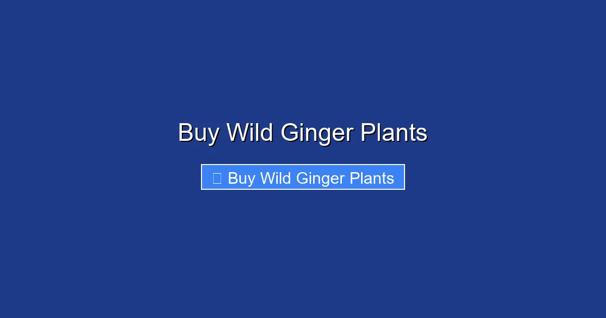 Buy Wild Ginger Plants