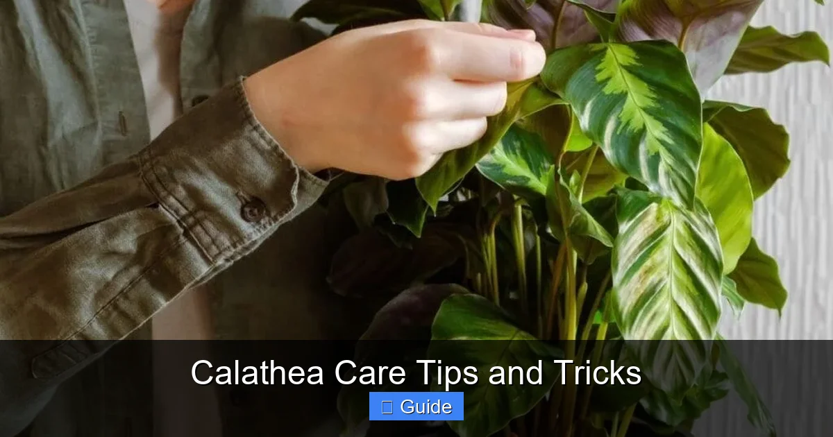 Calathea Care Tips and Tricks