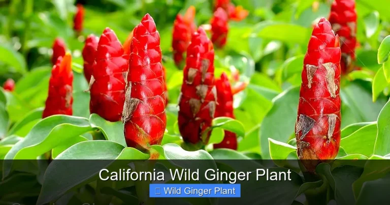 California Wild Ginger Plant