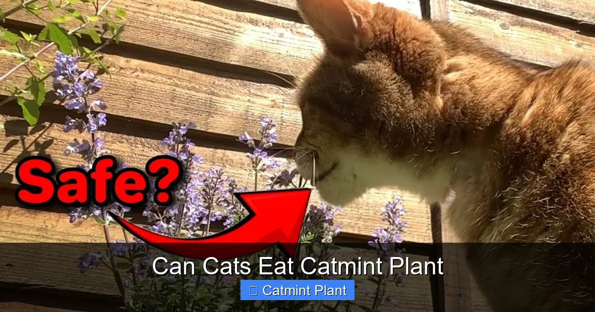 Can Cats Eat Catmint Plant