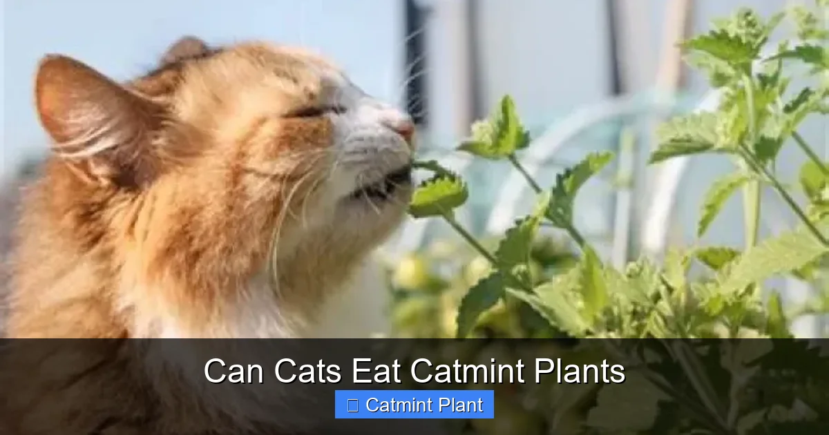 Can Cats Eat Catmint Plants