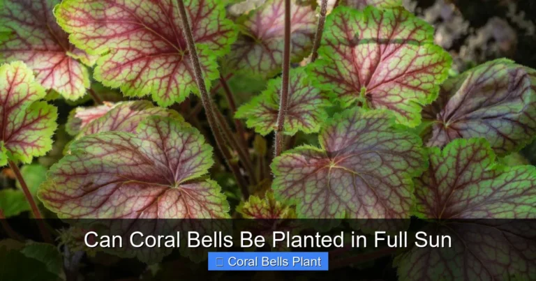 Can Coral Bells Be Planted in Full Sun