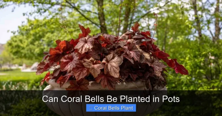 Can Coral Bells Be Planted in Pots