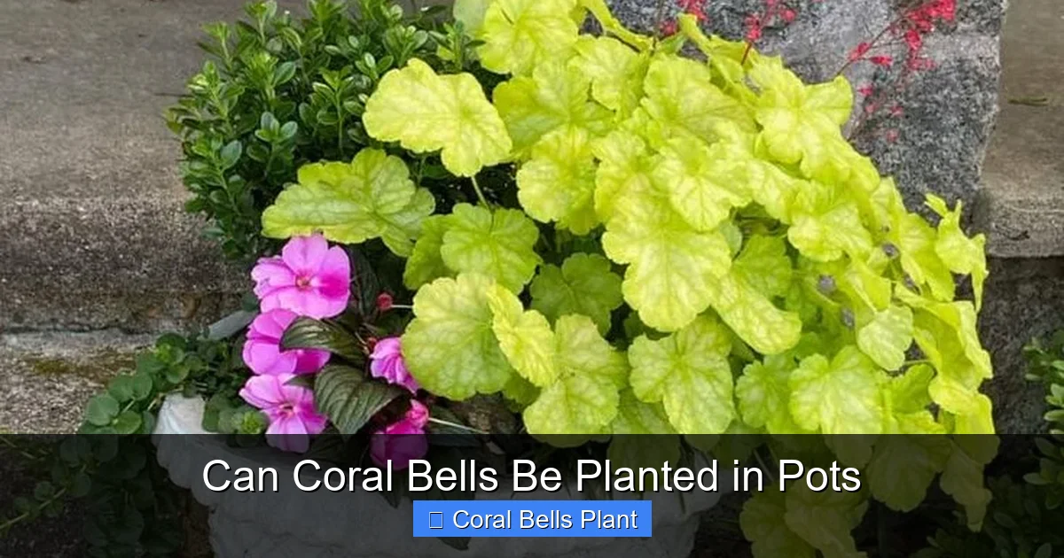 Can Coral Bells Be Planted in Pots