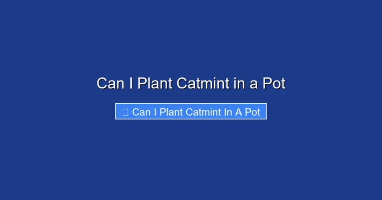 Can I Plant Catmint in a Pot