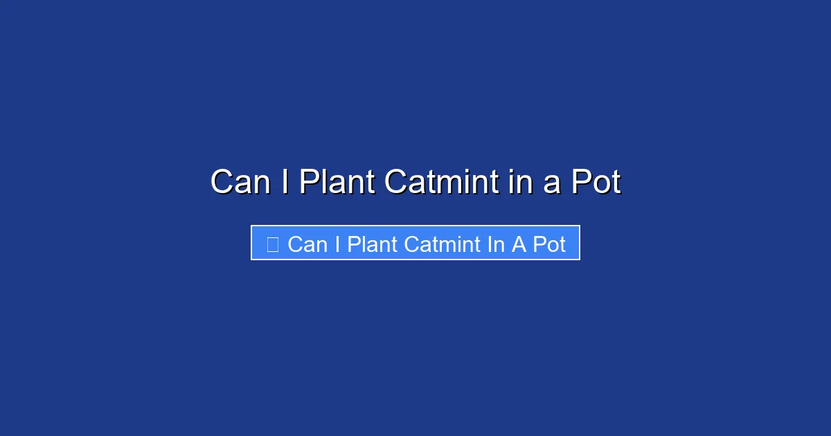 Can I Plant Catmint in a Pot