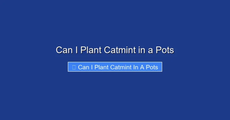Can I Plant Catmint in a Pots