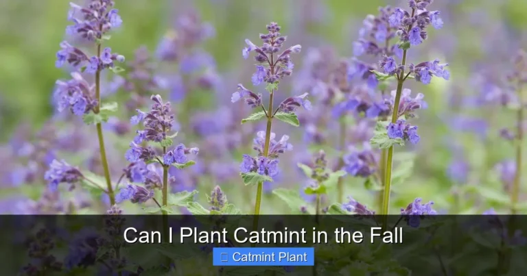 Can I Plant Catmint in the Fall