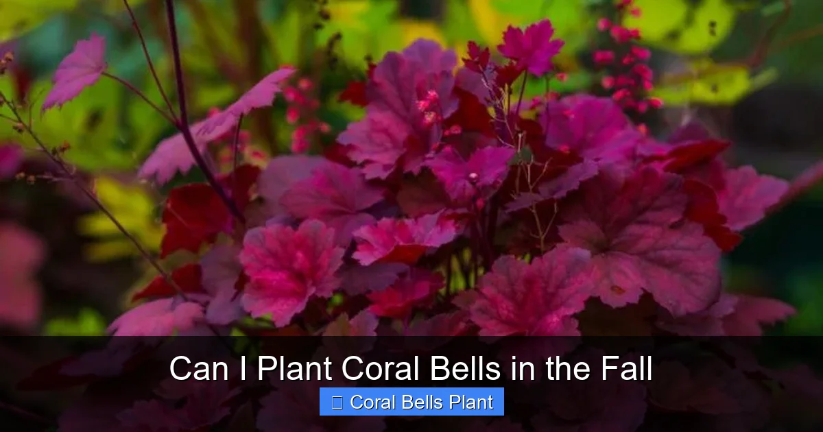Can I Plant Coral Bells in the Fall