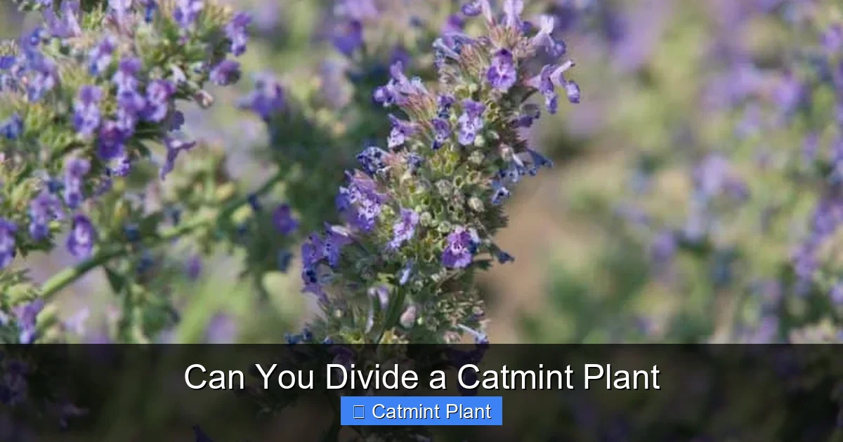 Can You Divide a Catmint Plant