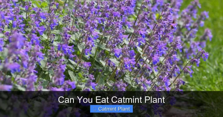Can You Eat Catmint Plant