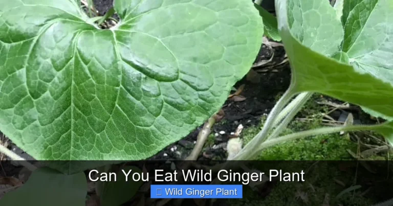 Can You Eat Wild Ginger Plant