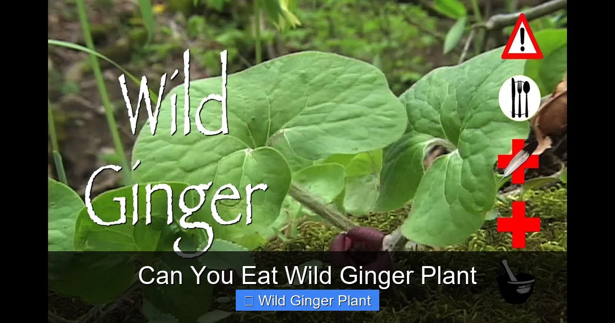 Can You Eat Wild Ginger Plant