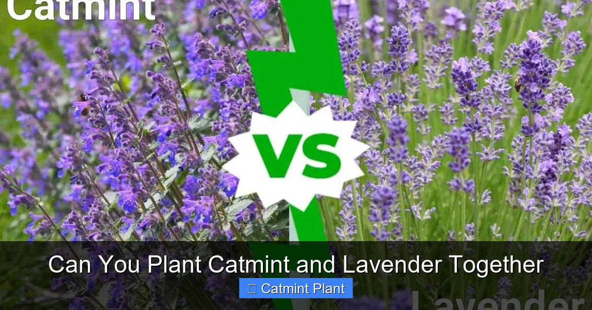 Can You Plant Catmint and Lavender Together
