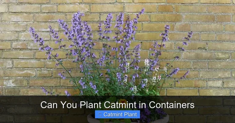 Can You Plant Catmint in Containers