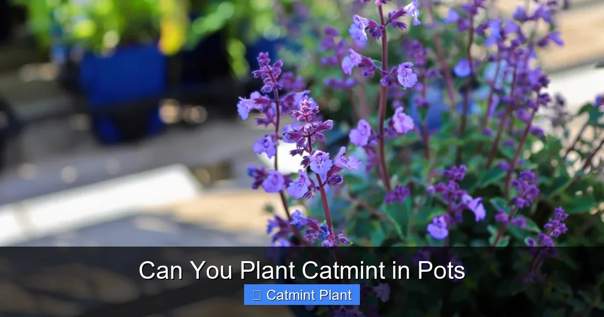 Can You Plant Catmint in Pots