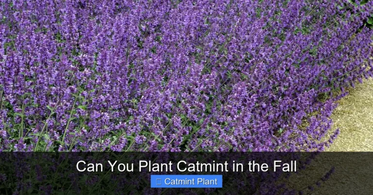 Can You Plant Catmint in the Fall