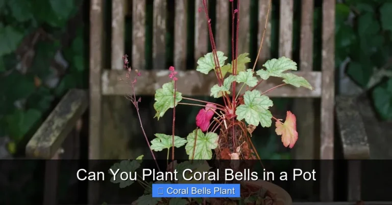 Can You Plant Coral Bells in a Pot