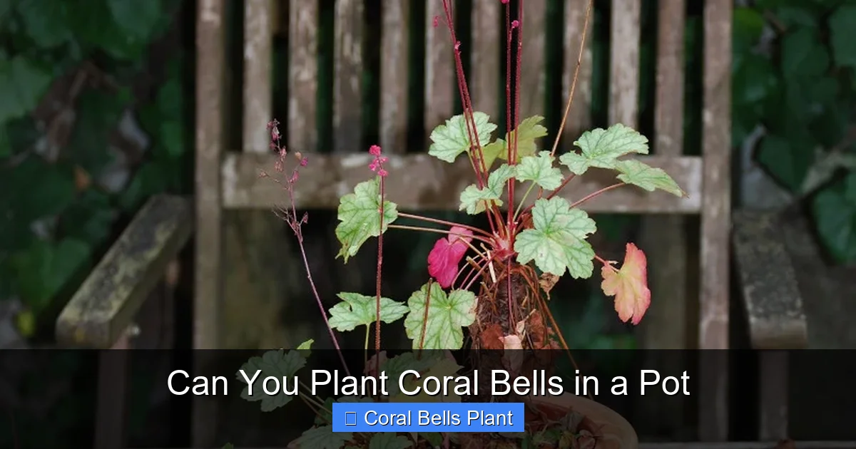 Can You Plant Coral Bells in a Pot