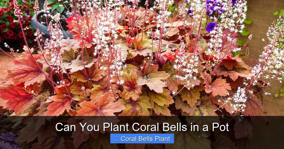 Can You Plant Coral Bells in a Pot