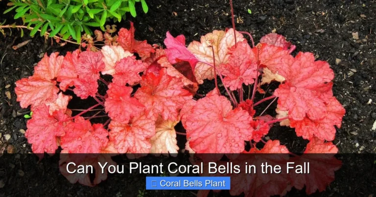 Can You Plant Coral Bells in the Fall