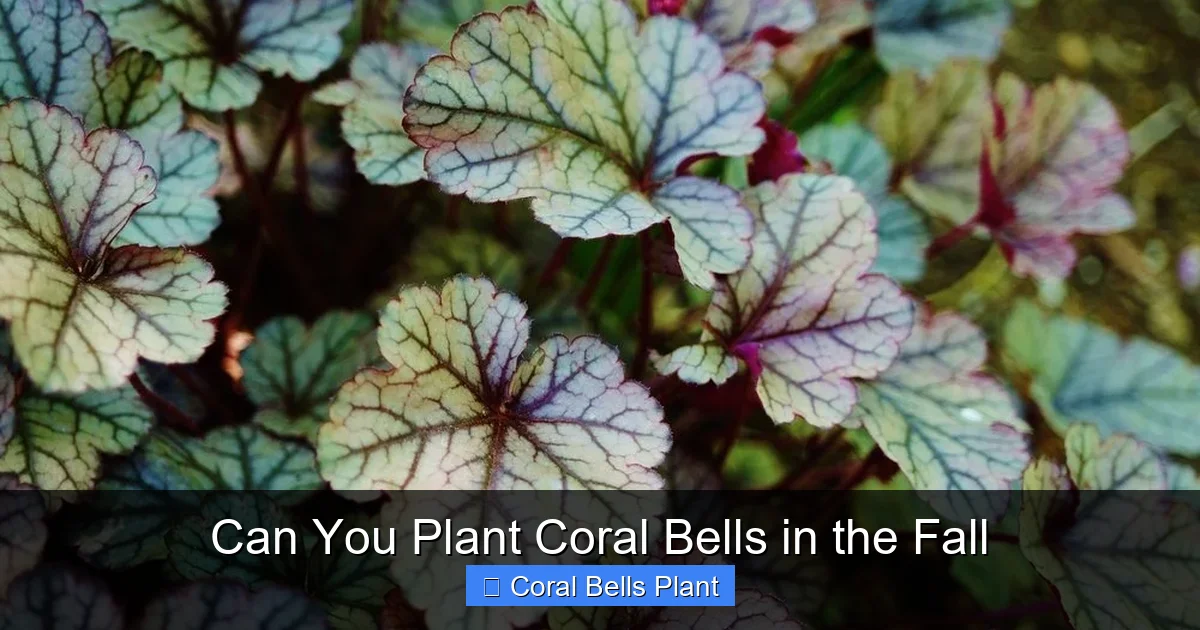 Can You Plant Coral Bells in the Fall