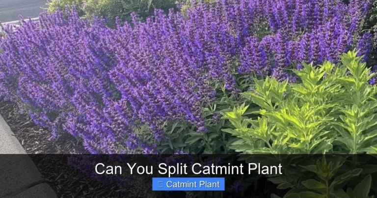 Can You Split Catmint Plant