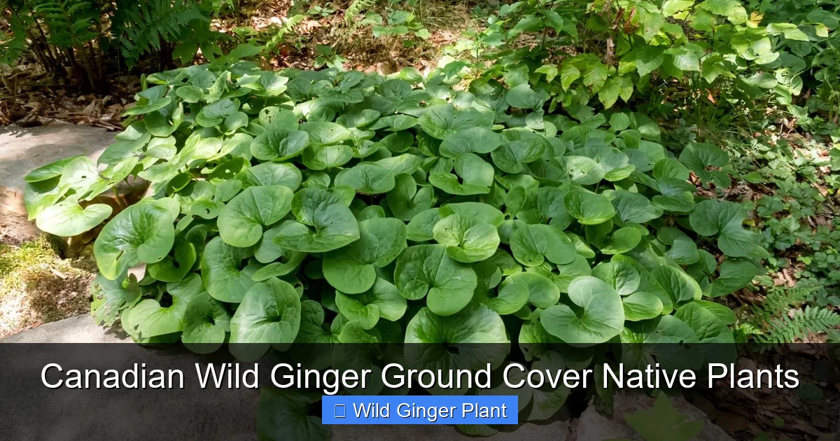 Canadian Wild Ginger Ground Cover Native Plants