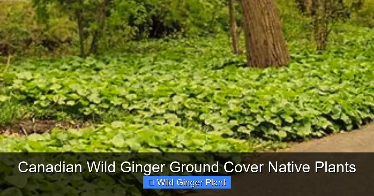 Canadian Wild Ginger Ground Cover Native Plants