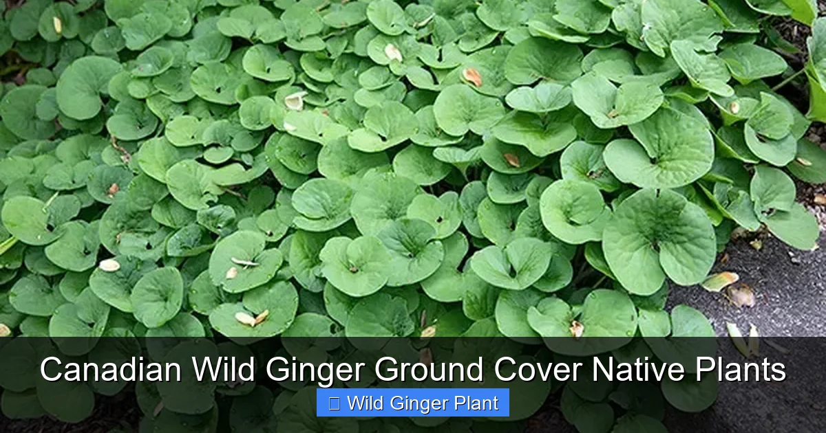 Canadian Wild Ginger Ground Cover Native Plants