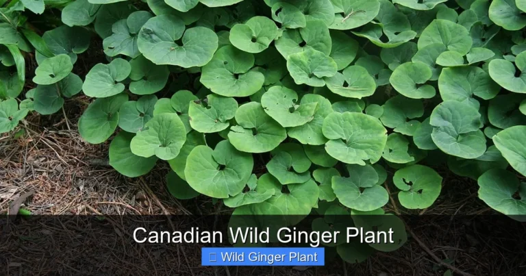 Canadian Wild Ginger Plant