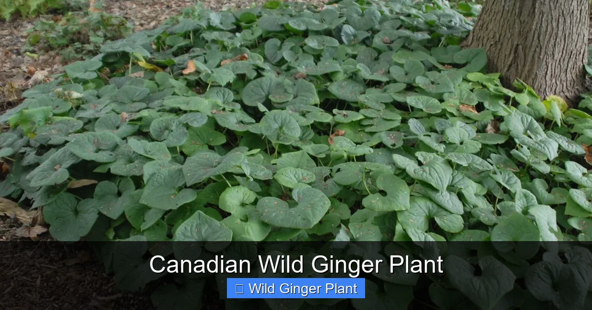 Canadian Wild Ginger Plant