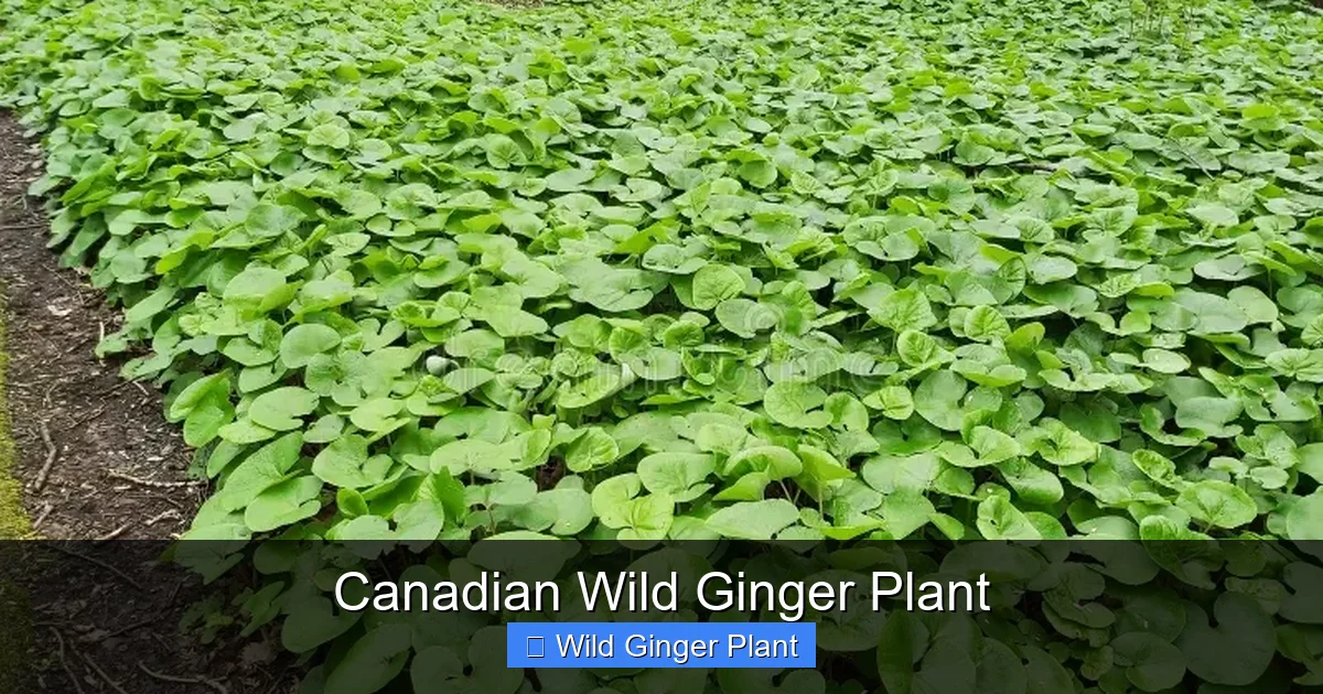 Canadian Wild Ginger Plant