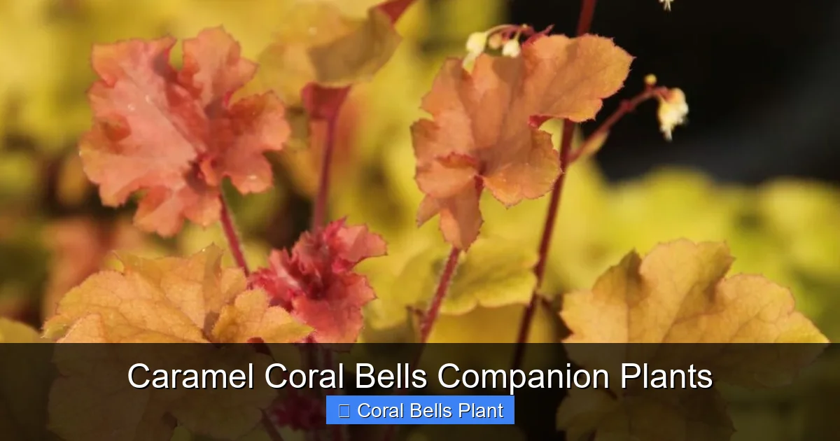Caramel Coral Bells Companion Plants