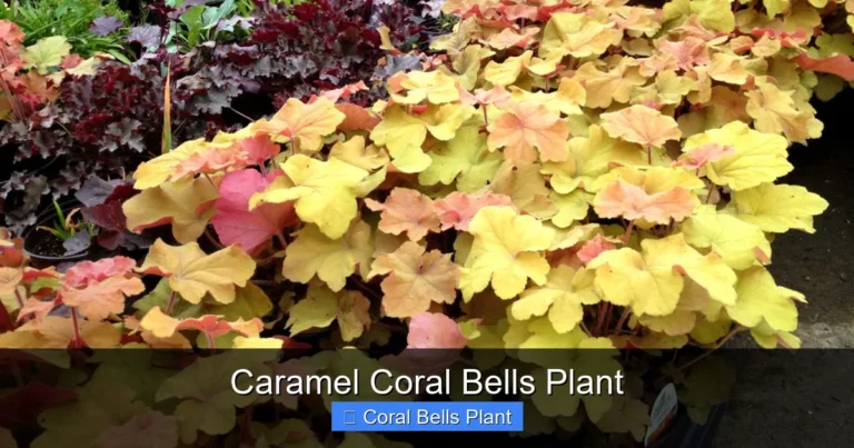 Caramel Coral Bells Plant