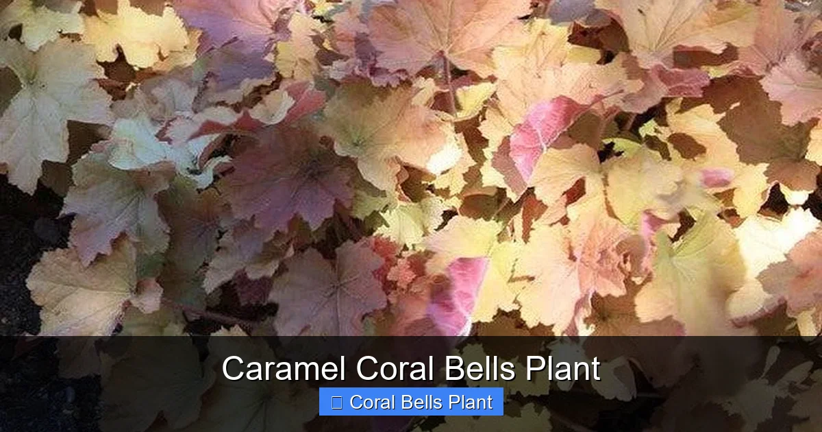 Caramel Coral Bells Plant