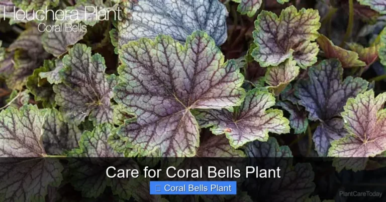 Care for Coral Bells Plant