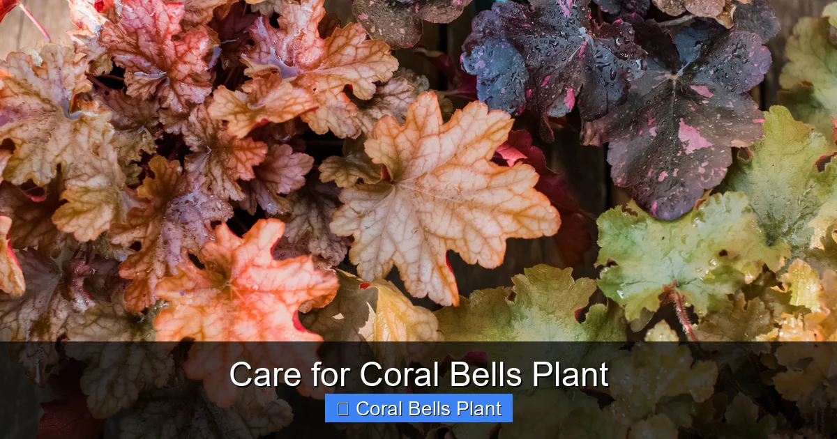 Care for Coral Bells Plant