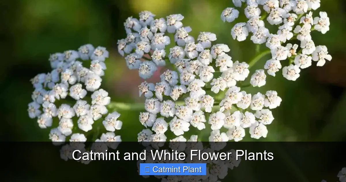 Catmint and White Flower Plants