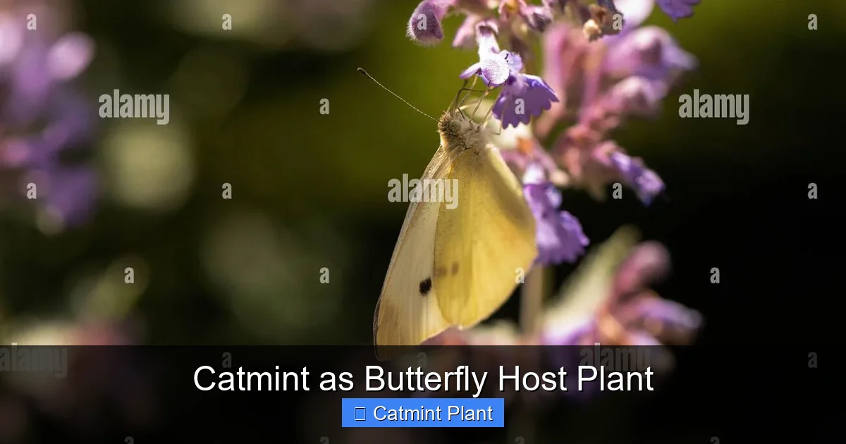Catmint as Butterfly Host Plant