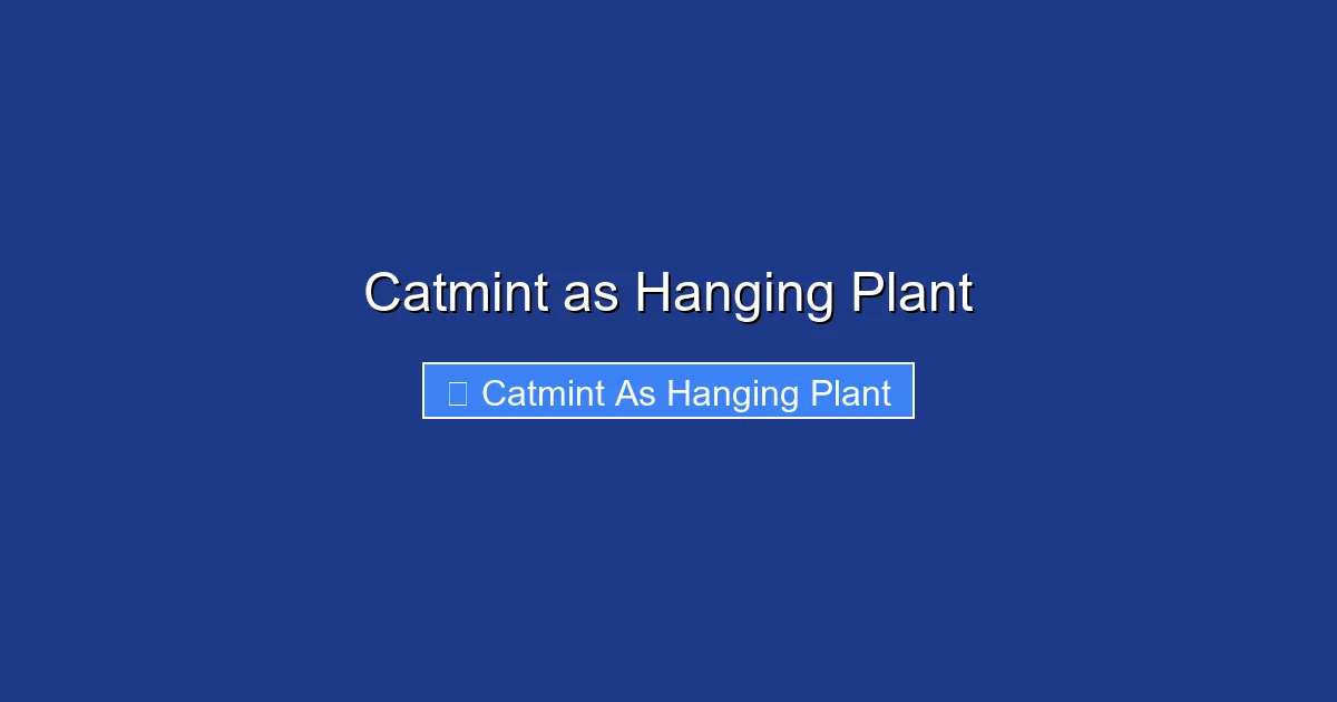 Catmint as Hanging Plant