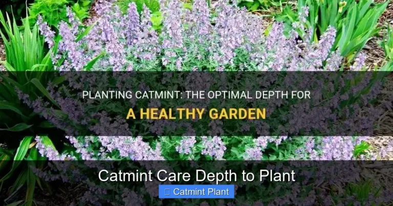 Catmint Care Depth to Plant
