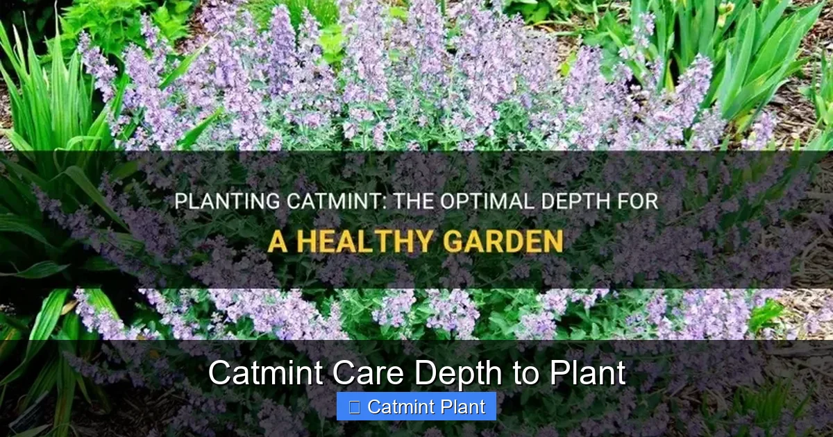 Catmint Care Depth to Plant