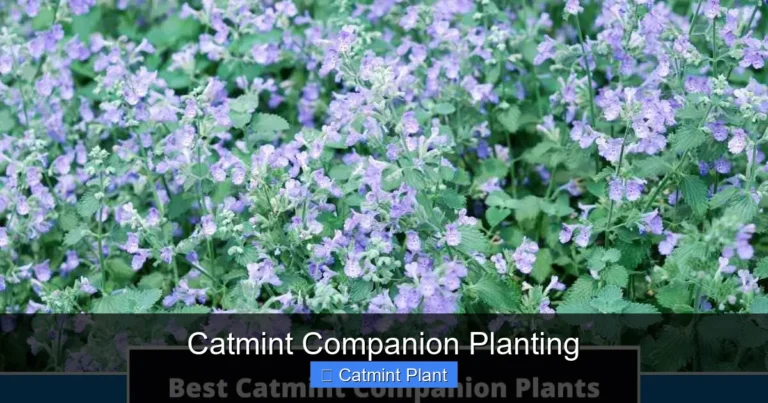 Catmint Companion Planting