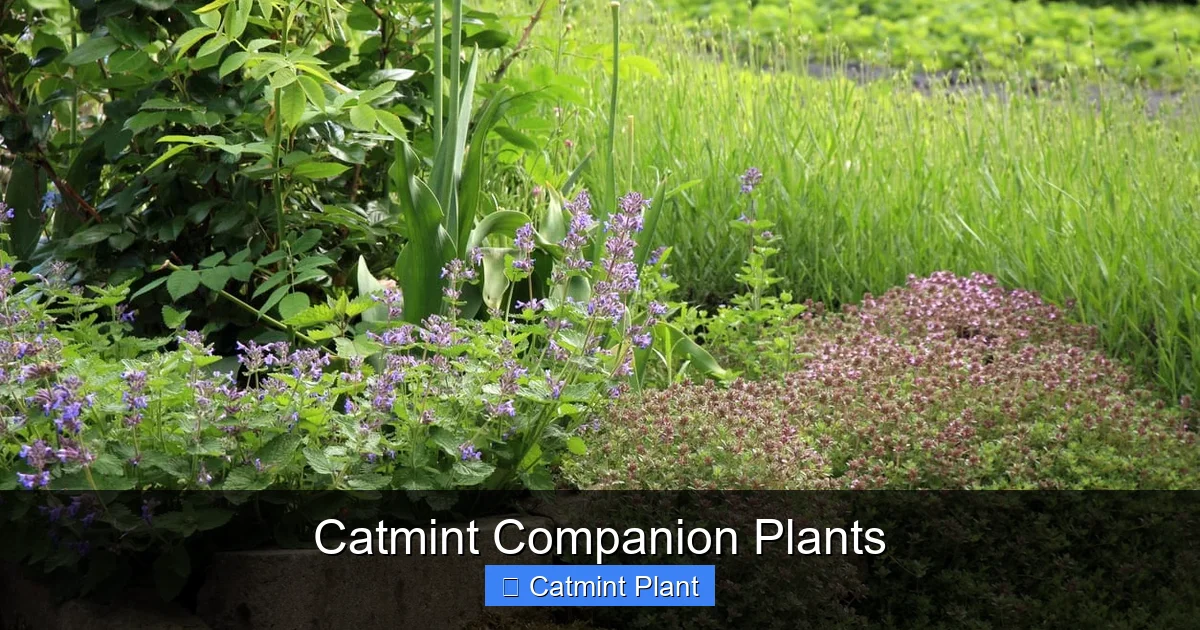 Catmint Companion Plants