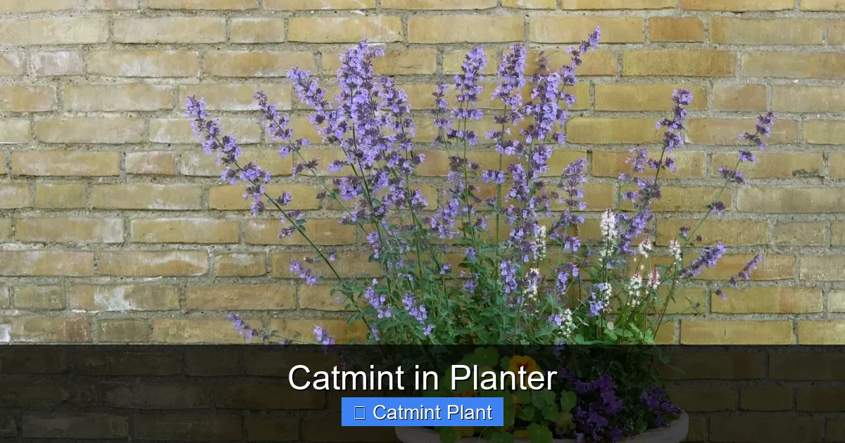 Catmint in Planter