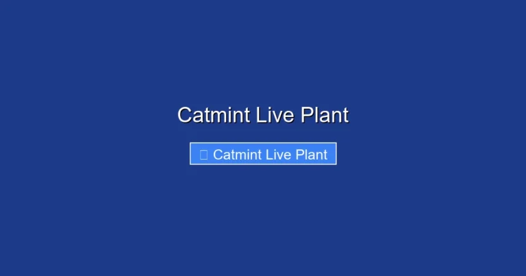 Catmint Live Plant