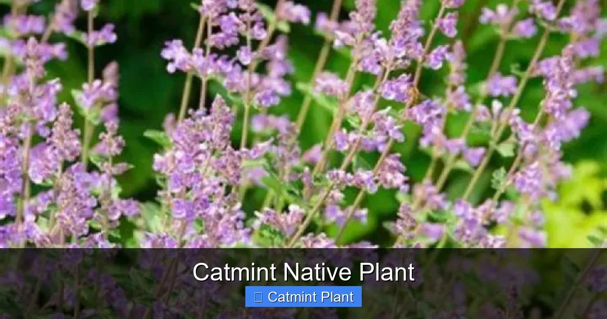 Catmint Native Plant