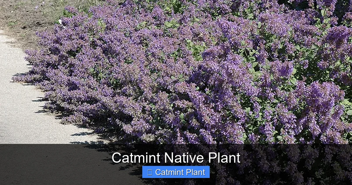 Catmint Native Plant